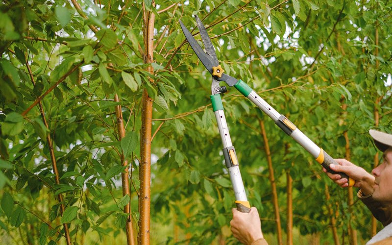 Tree trimming in Verdigre, NE